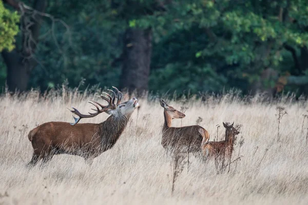 Vackert Foto Red Deer Cervus Elaphus Höst Soluppgång Landskap Med — Stockfoto
