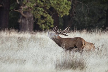Kızıl Geyik Cervus Elaphus 'un sonbaharda güneşin doğuşuyla ilgili çok güzel bir fotoğrafı.