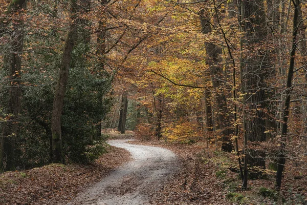木々のカラフルな活気に満ちた秋の森のシーン — ストック写真