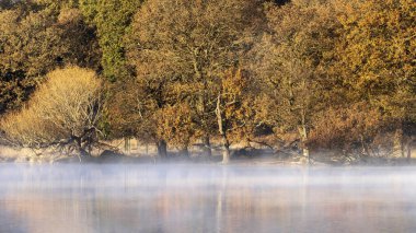 Güzel Sonbahar Sonbaharı Gölü Gündoğumu Puslu sabah manzarası