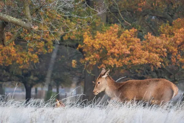 寒冷的森林环境下 晨曦中红色鹿颈鹿美丽的秋秋美景 — 图库照片