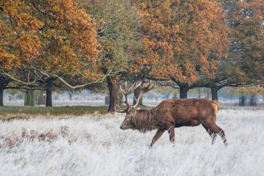 Güz sonbaharı güzel manzarası. Kızıl Geyik Cervus Elaphus 'un şafak vakti donuk ormandaki görüntüsü. 