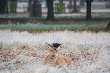 Güz sonbaharı güzel manzarası. Kızıl Geyik Cervus Elaphus 'un şafak vakti donuk ormandaki görüntüsü. 