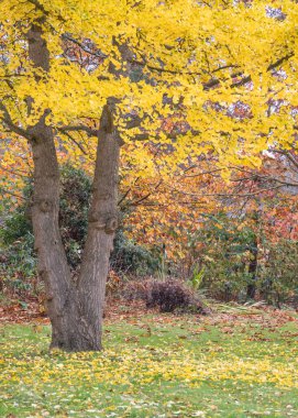 Parlak sarı Gingko Ağacı Ormanlık alanda sonbahar renkleri