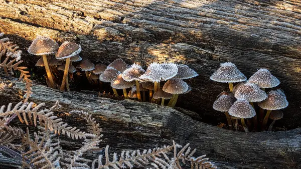Wonderful Close Frosty Common Bonnet Mushroom Sunrise Autumn Fall — Stock Photo, Image