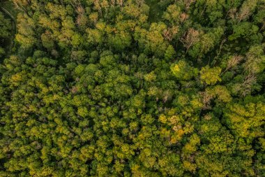 Güney Downs Ulusal Parkı 'ndaki Firle Beacon' ı çevreleyen İngiliz kırsalının güzel yaz hava aracı manzarası