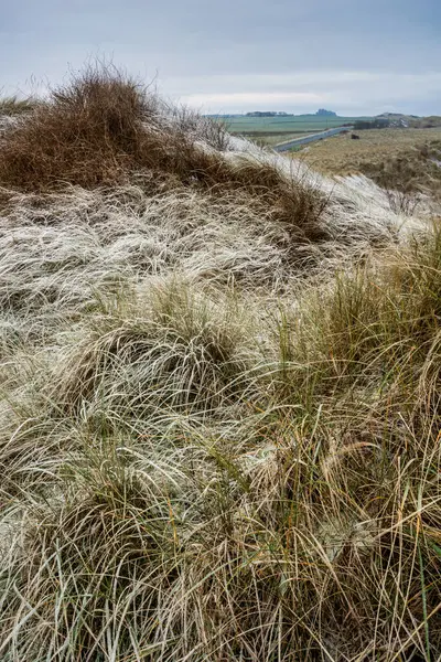 Prachtig Winter Landschap Van Zeldzame Bevroren Bevroren Gras Zandduinen Northumberland — Stockfoto