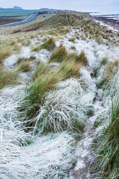 Όμορφο Χειμερινό Τοπίο Των Σπάνιων Κατεψυγμένα Παγωμένο Γρασίδι Αμμόλοφους Στην Εικόνα Αρχείου