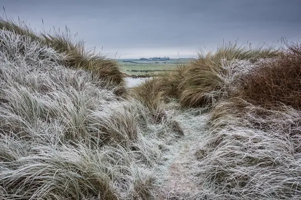 Зимний Пейзаж Редкой Замерзшей Травы Песчаных Дюнах Пляже Нортумберленд Англии — стоковое фото