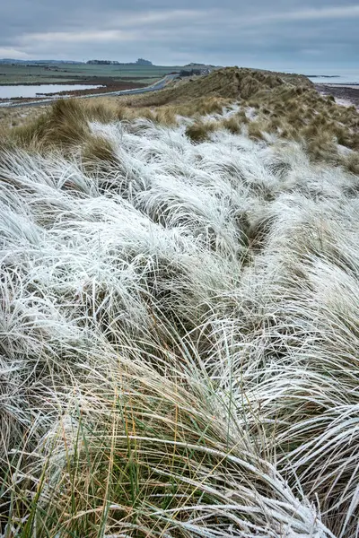 Gyönyörű Téli Táj Ritka Fagyos Homokdűnék Northumberland Strand Angliában Stock Fotó