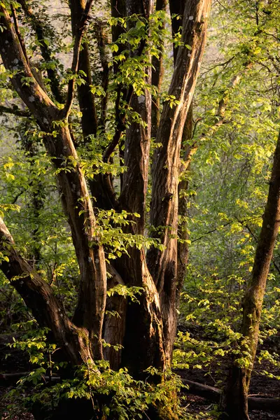美丽的春天清晨 森林的风景映像闪烁着侧光 穿过树木 免版税图库图片