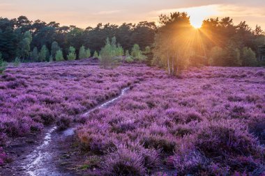 Güzel yaz günbatımı, fundalık tarlalarının tam çiçeklenme görüntüsü.