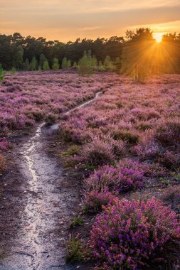 Güzel yaz günbatımı, fundalık tarlalarının tam çiçeklenme görüntüsü.