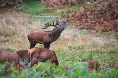 Geyik geyiğinin güzel görüntüsü ve sonbaharda çiftleşme mevsiminde Cervus Elaphus yapıyor.