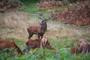 Geyik geyiğinin güzel görüntüsü ve sonbaharda çiftleşme mevsiminde Cervus Elaphus yapıyor.
