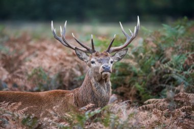 Geyik geyiğinin güzel görüntüsü ve sonbaharda çiftleşme mevsiminde Cervus Elaphus yapıyor.