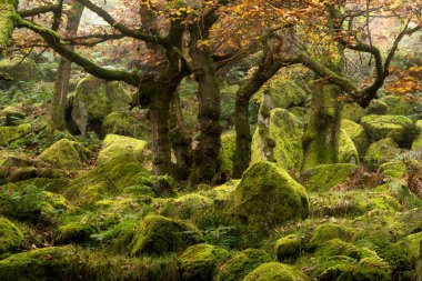 Puslu sabahta Padley Vadisi 'nde çarpıcı bir sonbahar manzarası. 