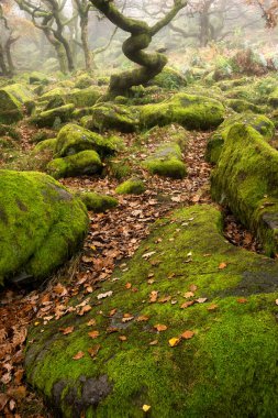 Puslu sabahta Padley Vadisi 'nde çarpıcı bir sonbahar manzarası. 