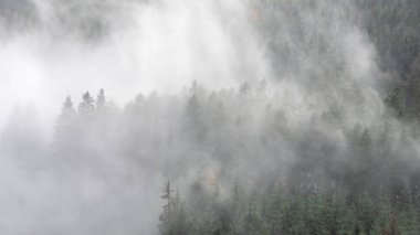 İlçe Gölü 'ndeki Whinlater Ormanı' nda yoğun sonbahar sisinde kozalaklı kadın katmanlarının çarpıcı manzarası.