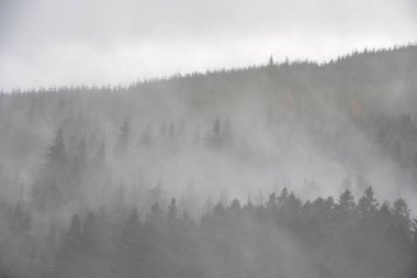 İlçe Gölü 'ndeki Whinlater Ormanı' nda yoğun sonbahar sisinde kozalaklı kadın katmanlarının çarpıcı manzarası.