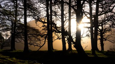 Stunning dramatic landscape of sunburst at dawn through trees around Buttermere in Lake District with Fleetwith Pike in background clipart