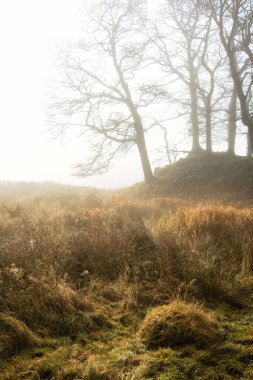 Brathay Gölü 'nün çevresindeki Elter Water' daki sisli sabahın büyüleyici atmosferik gün doğumu manzarası.