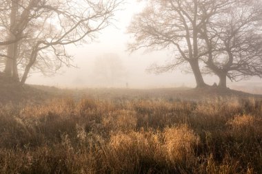 Brathay Gölü 'nün çevresindeki Elter Water' daki sisli sabahın büyüleyici atmosferik gün doğumu manzarası.