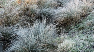 Donmuş tarlaların ve buzlu zeminde parlayan güneşli otların güzel kış gündoğumu manzarası.