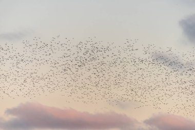 Pastel rengi kış günbatımında uçuşan sığırcık hırıltısının çarpıcı görüntüsü.