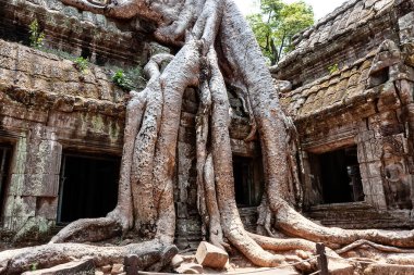 Ta Prohm Tapınağı 'nın klasik resmi, Angkor, Kamboçya. Ağaçların kökleri, Siem Reap, Kamboçya 'daki Ta Prom Angkor Wat tapınağının kalıntılarına doğru filizlendi..