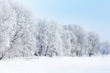 Kış köknar ağacı, güneş ışığıyla Noel sahnesi. Firavun dalları karla kaplı, kış arkaplanı. 