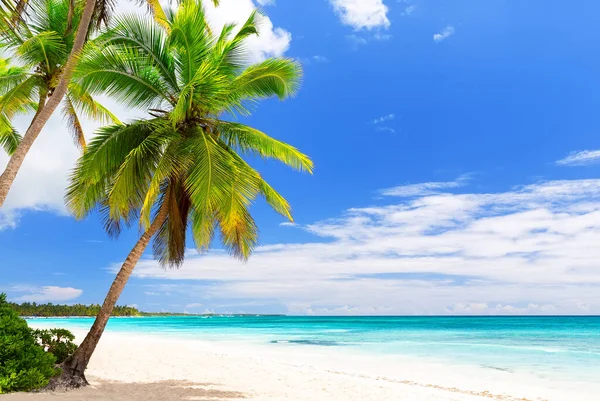 Kokosnoot Palmbomen Wit Zandstrand Saona Eiland Dominicaanse Republiek Vakantie Vakantie — Stockfoto