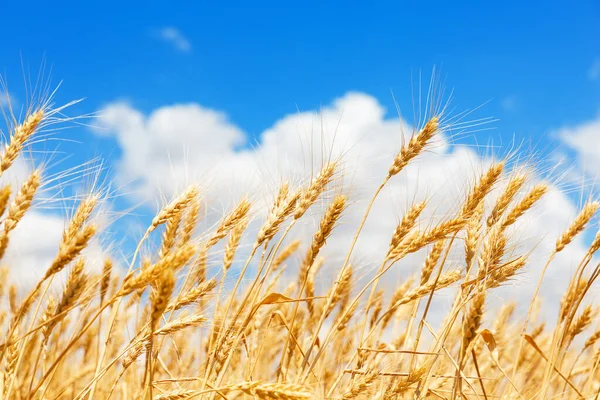 Золоті Вуха Пшениці Тлі Блакитного Неба Хмар Крупним Планом Збір — стокове фото