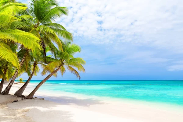 多米尼加共和国索纳岛白沙滩上的椰子树 度假假期背景墙纸 美丽的热带海滩景观 免版税图库照片