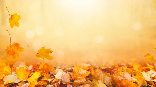 秋天的风景 美丽的城市公园 黄叶飘落 在阳光明媚的秋天公园里 密闭着明亮的树叶 秋天的概念 金秋贺卡 图库图片