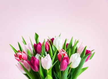 Soluk pembe arka planda pembe ve beyaz lalelerden oluşan güzel romantik bir buket. Anneler Günü, Sevgililer Günü, lalelerle doğum günü kutlaması. Tebrik kartı.