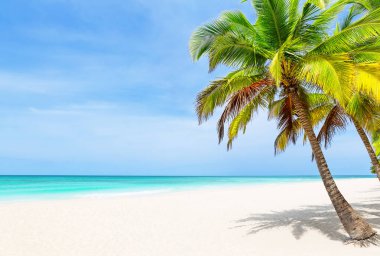 Punta Cana, Dominik Cumhuriyeti 'nde hindistan cevizi palmiyeleri ve turkuaz mavisi suyu olan tropik beyaz kum plajı. Yaz tatili geçmişi. Palmiyeli güneşli tropik cennet plajı.
