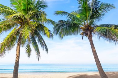 Punta Cana, Dominik Cumhuriyeti 'nde hindistan cevizi palmiyeleri ve turkuaz mavisi suyu olan tropik beyaz kum plajı. Yaz tatili geçmişi. Palmiyeli güneşli tropik cennet plajı.