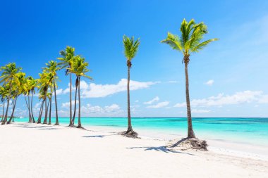 Güzel tropik beyaz kumsal, hindistan cevizi palmiyeleri ve turkuaz mavi su Punta Cana, Dominik Cumhuriyeti 'nde. Yaz tatili geçmişi. Palmiyeli güneşli tropik cennet plajı.