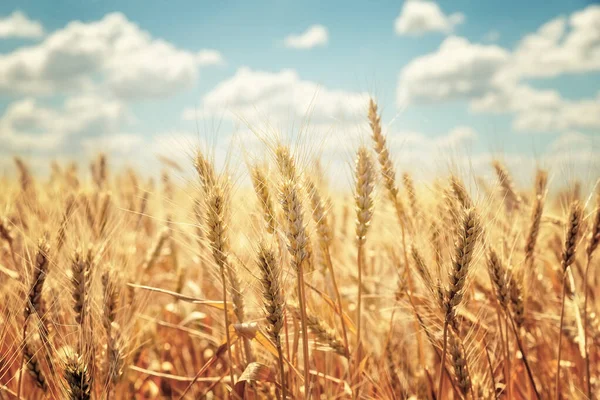 Золотые Колосья Пшеницы Против Голубого Неба Облаков Урожай Спелой Пшеницы — стоковое фото