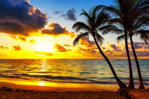 ドミニカ共和国のプンタカナの日没時にビーチでシルエットココナッツヤシの木 日没の空に対してビーチに太陽光を当てたシルエット熱帯のヤシの木 サマートロピカルバック — ストック写真