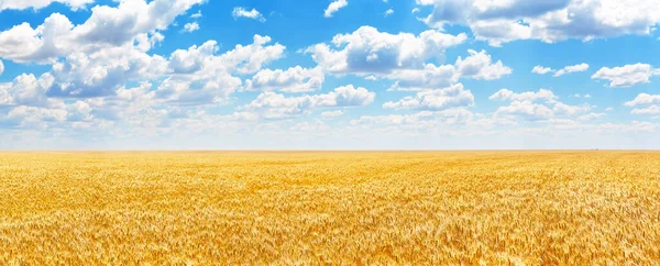 青空と雲に対して小麦の黄金の耳のパノラマ 青い空に対して熟した小麦の収穫 農業の背景の分野 ロイヤリティフリーのストック写真