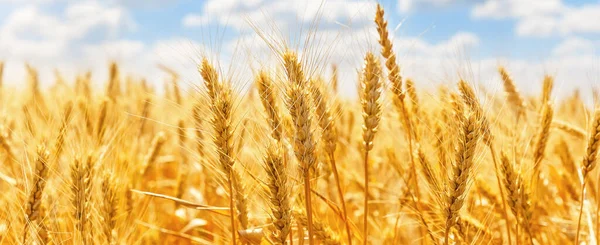 麦穗的全景映衬在蓝天和乌云之上 在蓝天的映衬下收获成熟的小麦 农业背景 图库图片