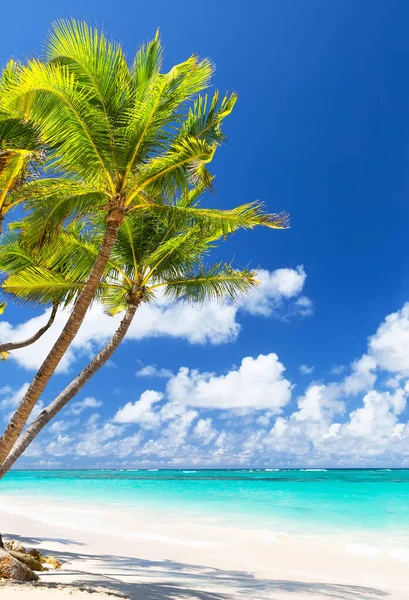 Coconut Palm Träd Vit Sandstrand Punta Cana Dominikanska Republiken Sommar Royaltyfria Stockfoton