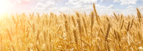 Панорама Золотых Колосьев Пшеницы Против Голубого Неба Облаков Урожай Спелой — стоковое фото