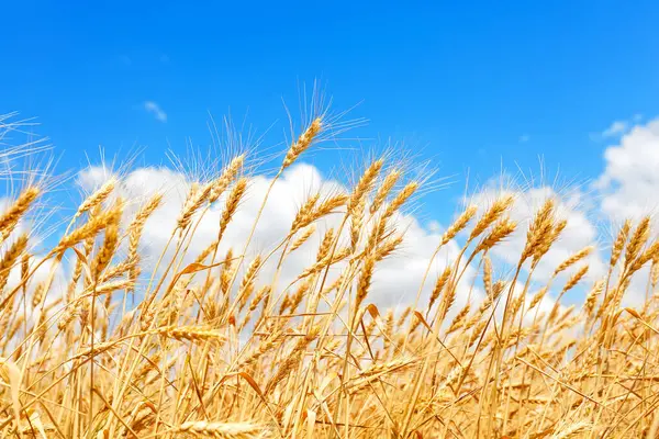 Золотые Колосья Пшеницы Против Голубого Неба Облаков Закройся Урожай Спелой — стоковое фото