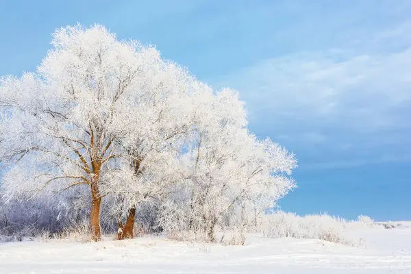 フロストで覆われた木が付いている冬の美しい風景 雪の森で曇った冬の風景 ストックフォト