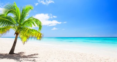 Dominik Cumhuriyeti, Punta Cana 'da tropik beyaz kum plajı ve hindistan cevizi palmiyesi ağacı. Tatil ve tatil kavramı. 
