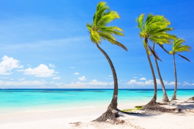 Güzel tropikal beyaz kumsal ve Cap Cana Dominik Cumhuriyeti 'nde hindistan cevizi palmiyesi. Tatil ve tatil kavramı. 