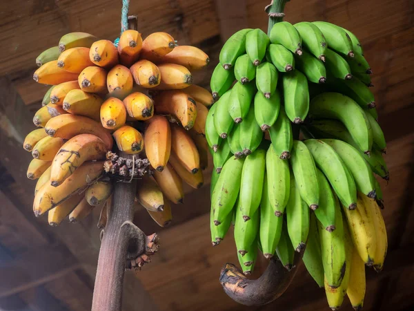 緑と熟したバナナが屋外市場にぶら下がっています ロイヤリティフリーのストック画像